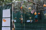 2009 Sukkot Hillel Sukkah (photo courtesy of Rev. Rob Spach)